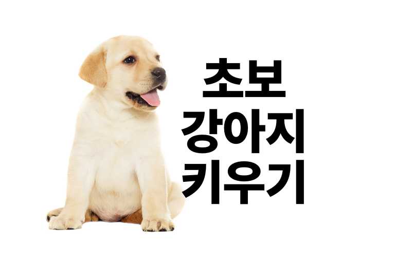 초보 강아지 키우기